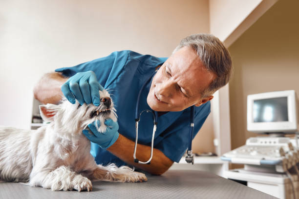 Best Emergency Dental Care for Broken or Chipped Teeth in Lake Hamilton, FL